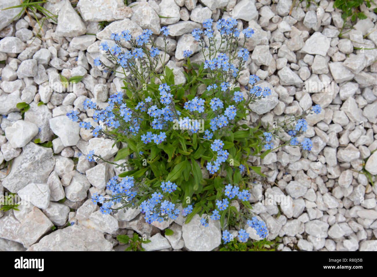 Alpine Forget-me-not (Myosotis alpestris), flowering plant. Hohe Tauern National Park, Carinthia, Austria Stock Photo