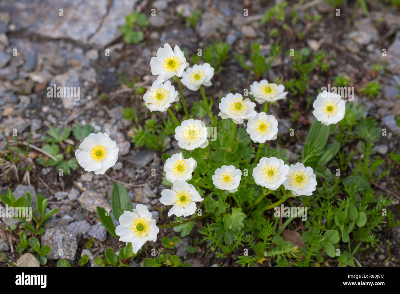 Alpine Buttercup (Ranunculus alpestris), flowering plant. Hohe Tauern National Park, Carinthia, Austria Stock Photo