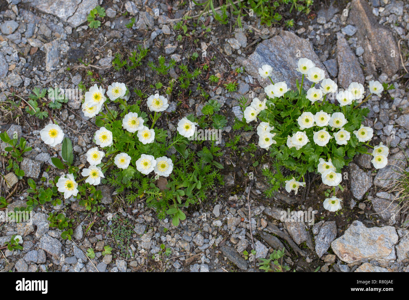 Alpine Buttercup (Ranunculus alpestris), flowering plants. Hohe Tauern National Park, Carinthia, Austria Stock Photo