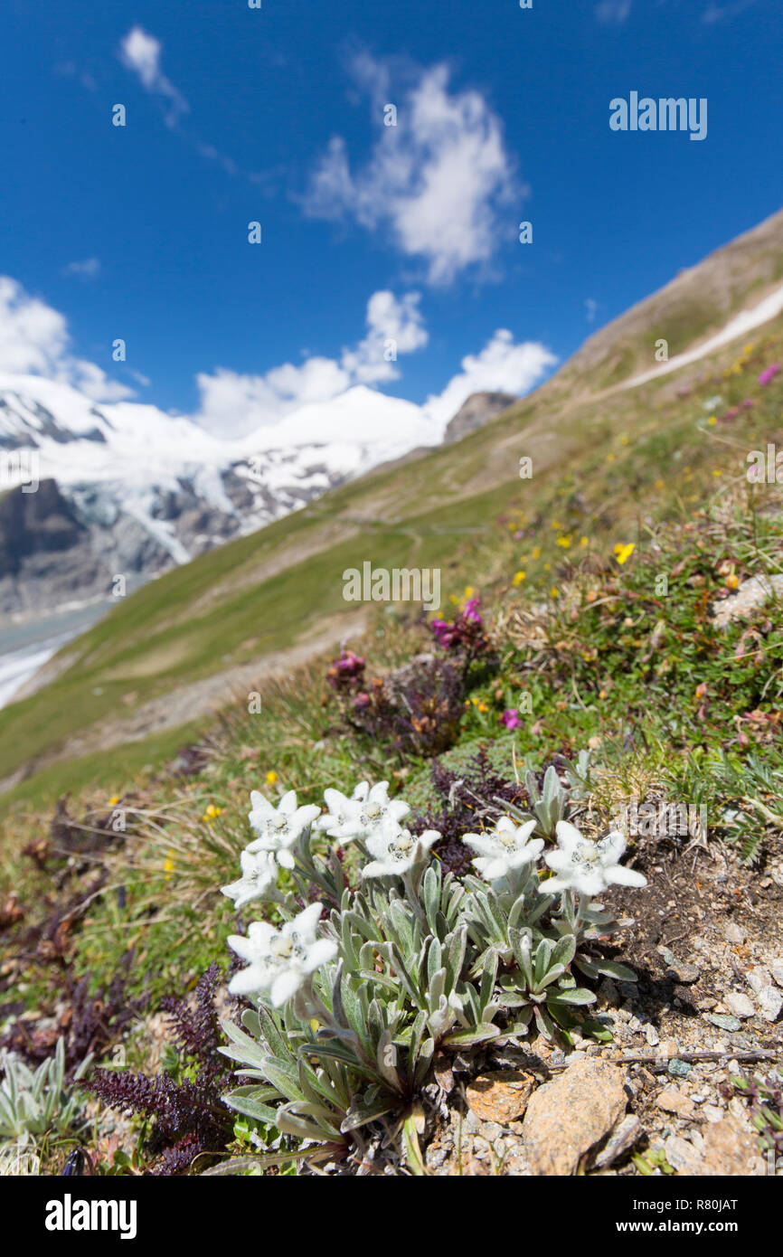 Edelweiss (Leontopodium nivale alpinum), flowering plant in alpine surroundings. Hohe Tauern National Park, Carinthia, Austria Stock Photo