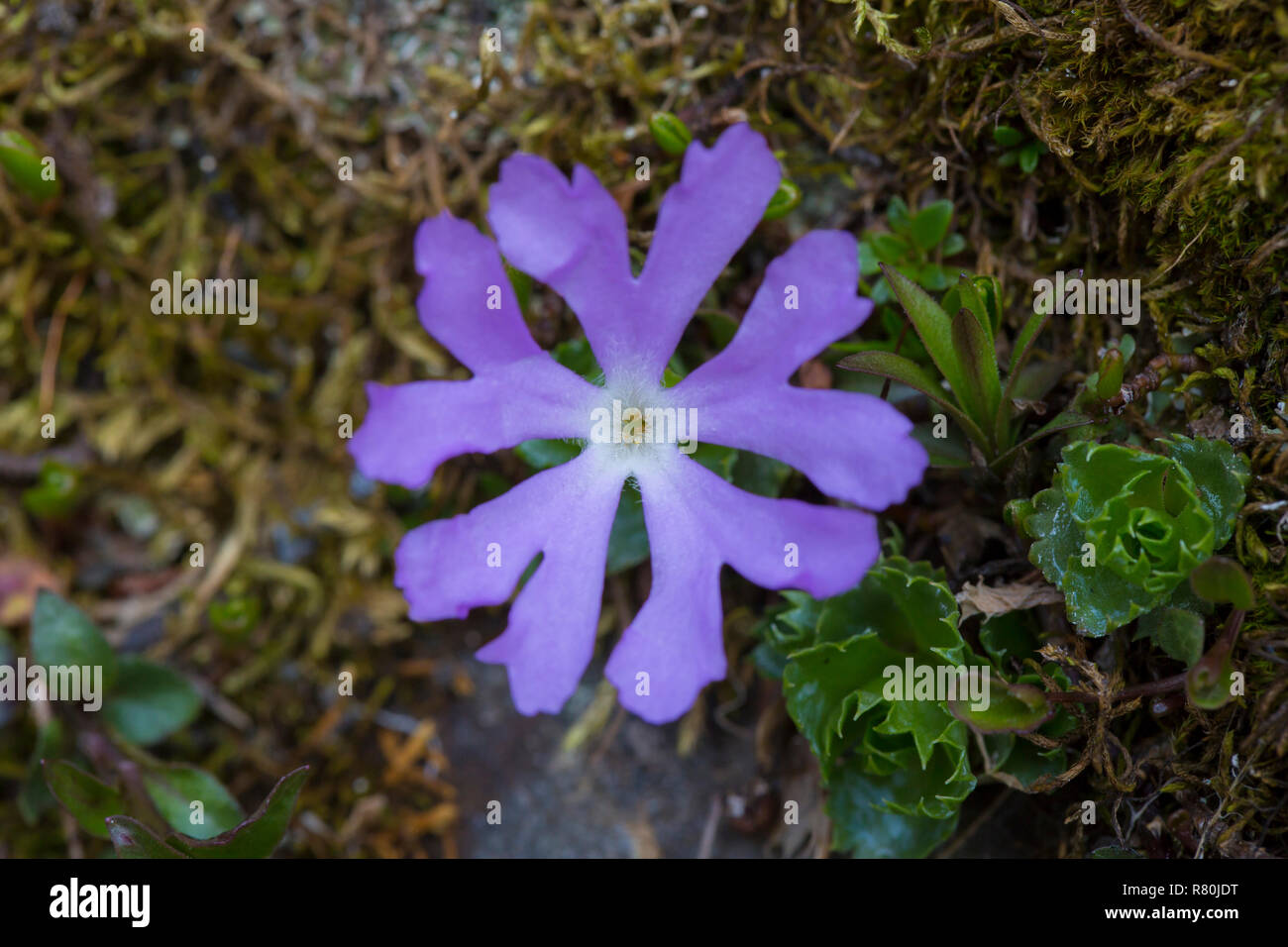 Alpine Primrose (Primula minima), flower. Hohe Tauern National Park, Carinthia, Austria Stock Photo