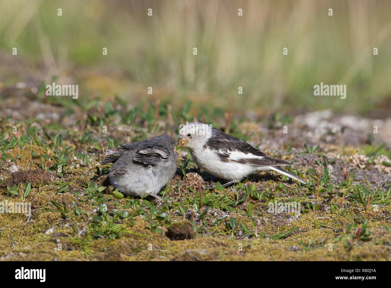 infant snow bunting