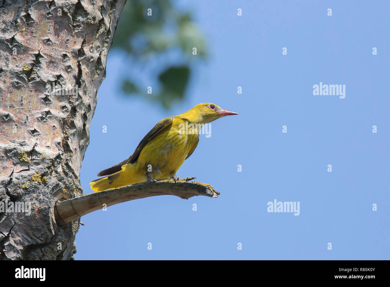 Golden Oriole (Oriolus oriolus). Female perched on a twig. Germany Stock Photo