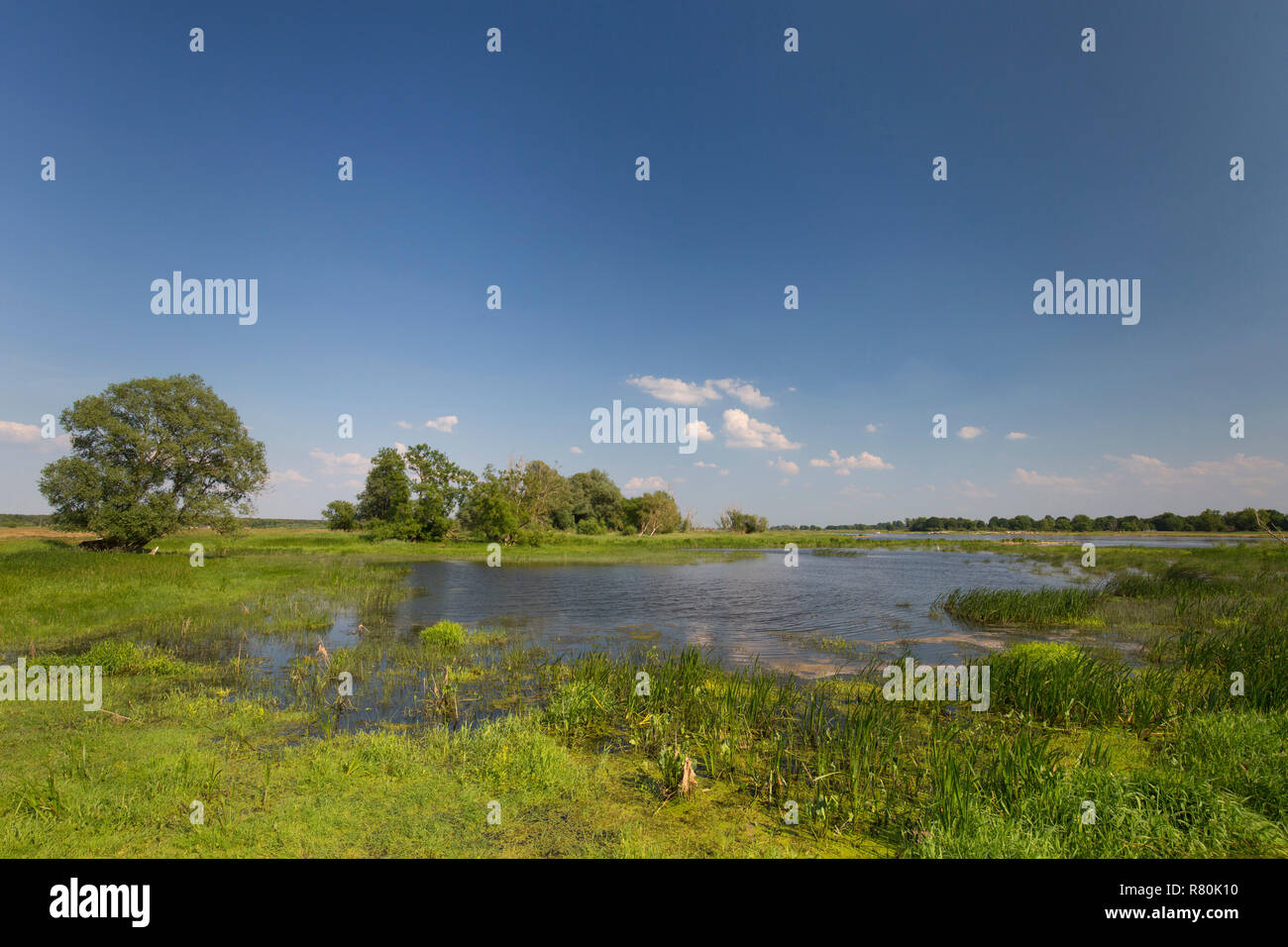 Oxbow lake of the river Oder. Oderbruch, Brandenburg, Germany Stock Photo