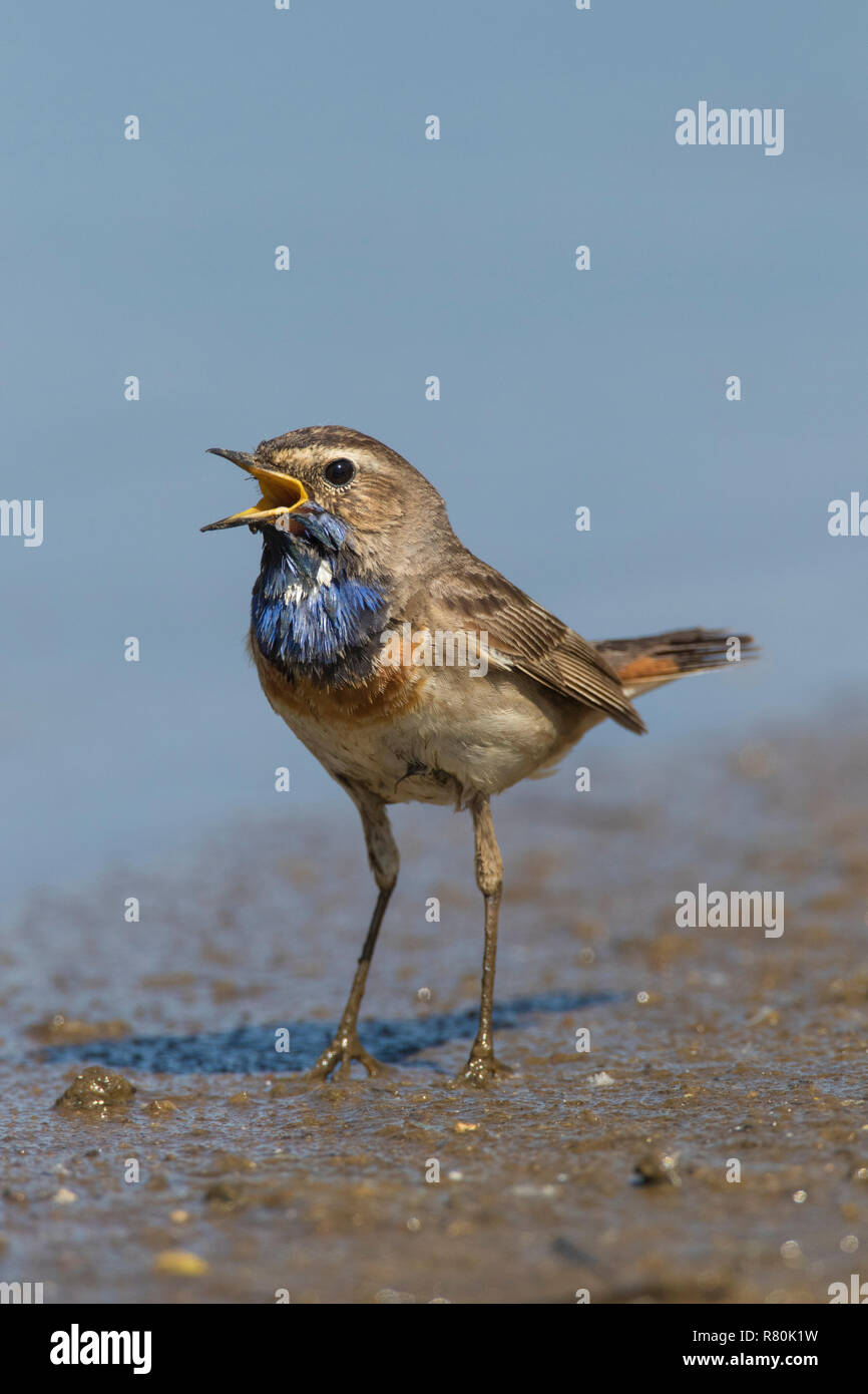White-spotted Bluethroat (Luscinia svecica). Adult male standing on the ground while singing. Germany Stock Photo