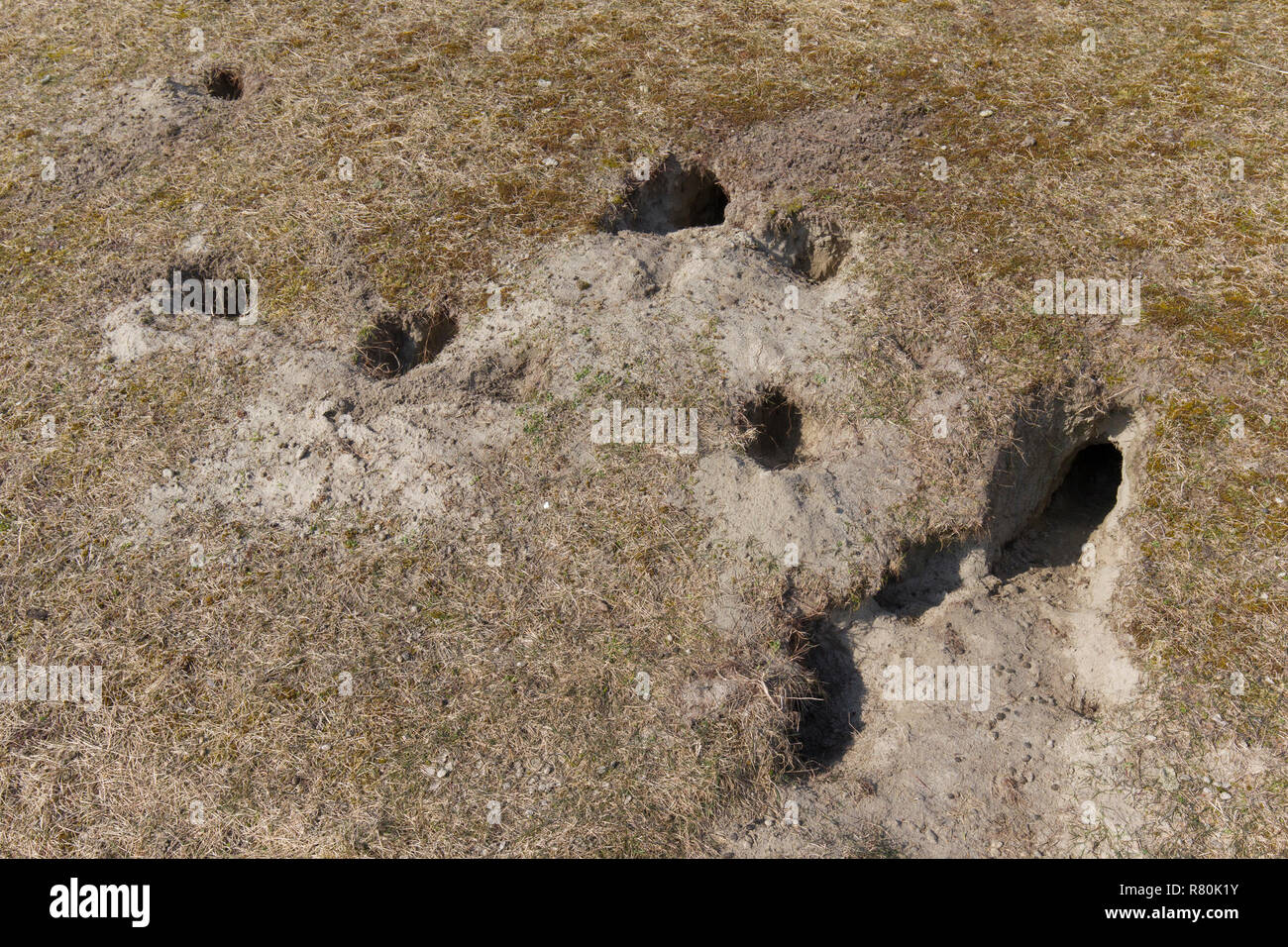 Wildkaninchen. Entrances to rabbit warren. Germany Stock Photo