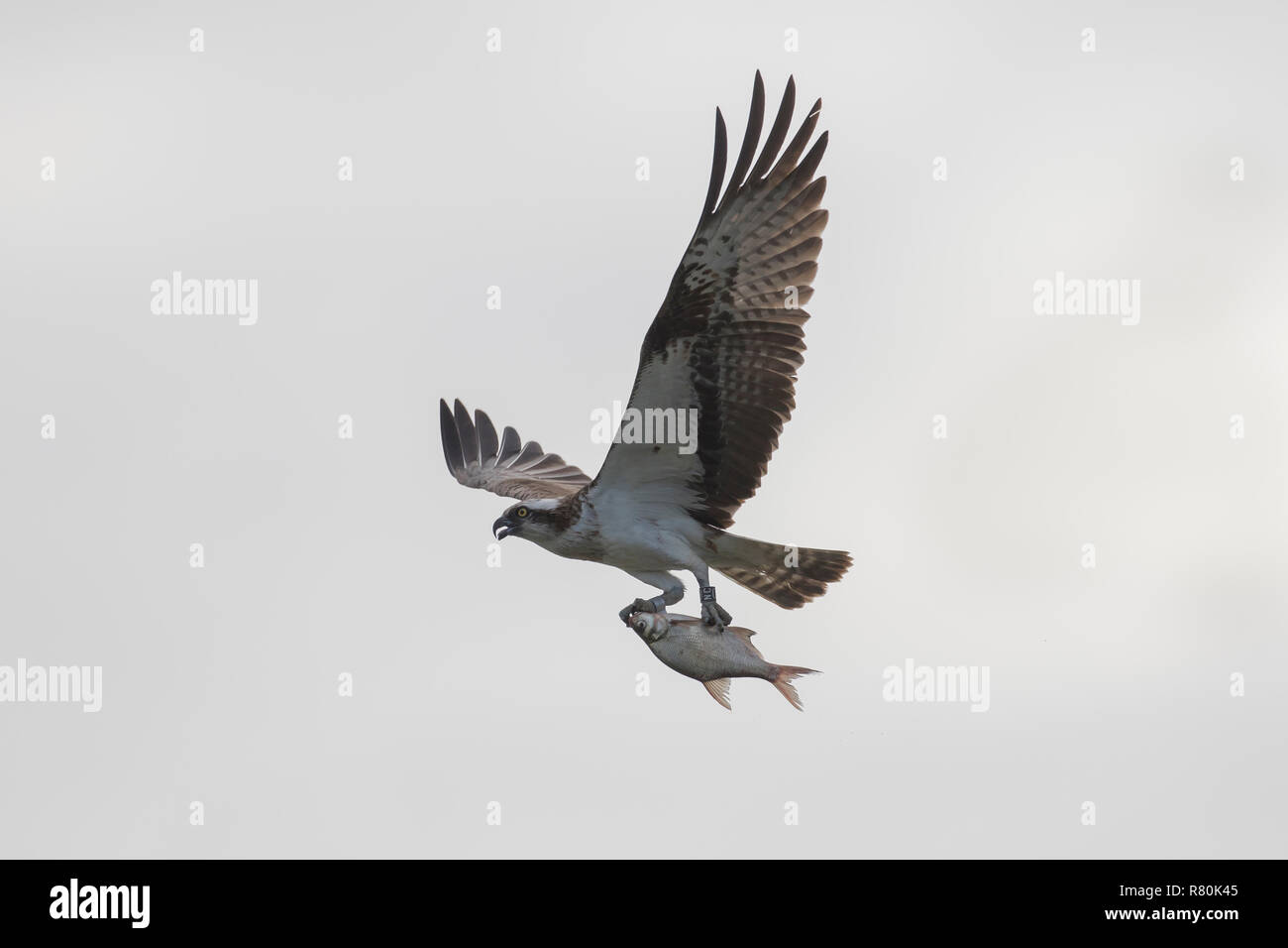Osprey (Pandion haliaetus) in flight, with fish prey in its talons. Germany Stock Photo