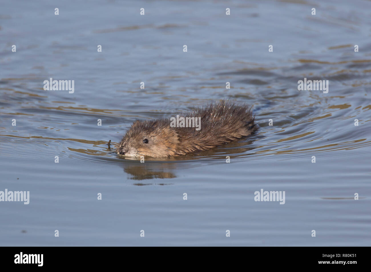 Muskrat (Ondatra zibethicus). Adult swimming. Germany Stock Photo