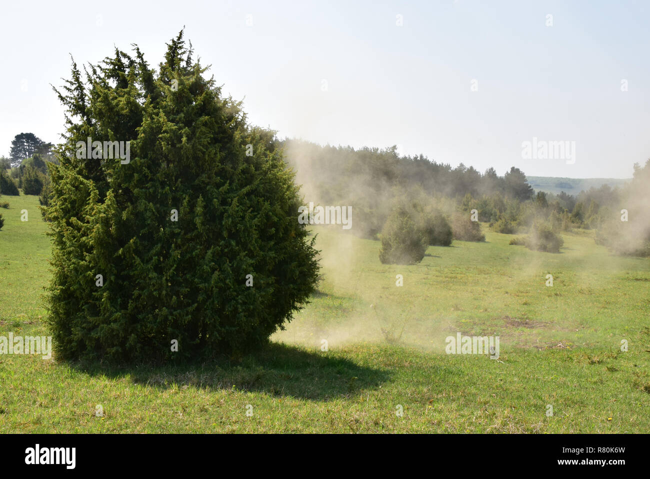 Common Juniper (Juniperus communis). Trees shedding pollen. Germany Stock Photo