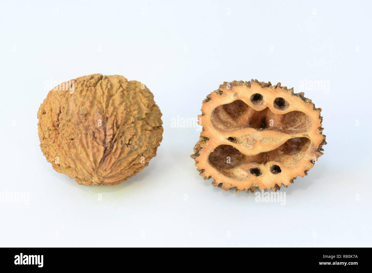 Black Walnut, American Walnut (Juglans nigra). Whole and halved nut, studio picture against a white background Stock Photo