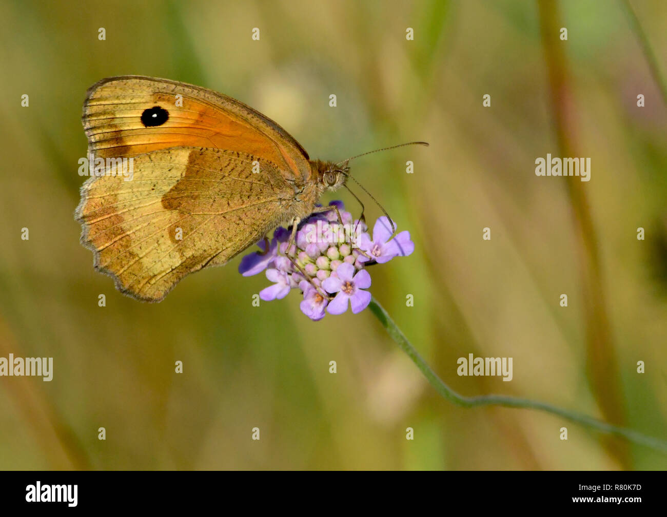 Meadow Brown (Maniola jurtina). Female on a flowering Scabious (Knautia sp). Germany Stock Photo