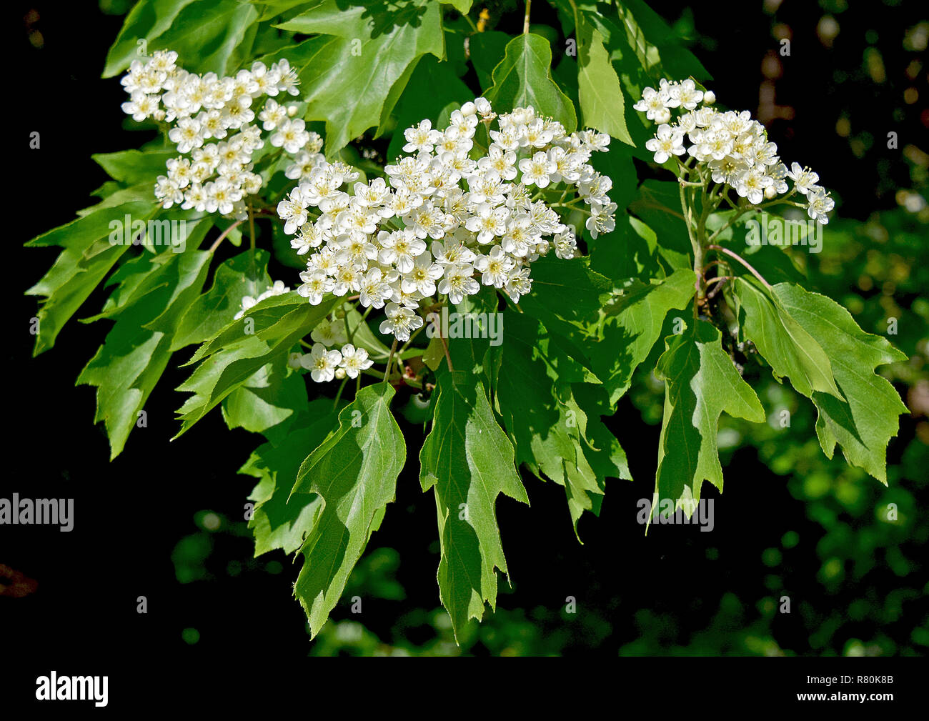 1000 seeds of Sorbus torminalis wild service tree checker tree chequers