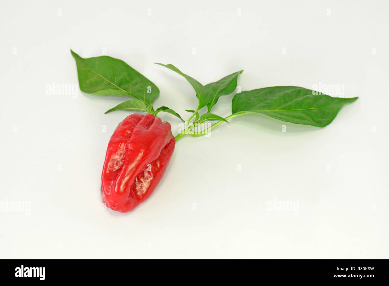 Red Hot Pepper, Chili Pepper (Capsicum chinensis Habanero red). Twig with leaves and ripe fruit. Studio picture against a white background. Germany Stock Photo