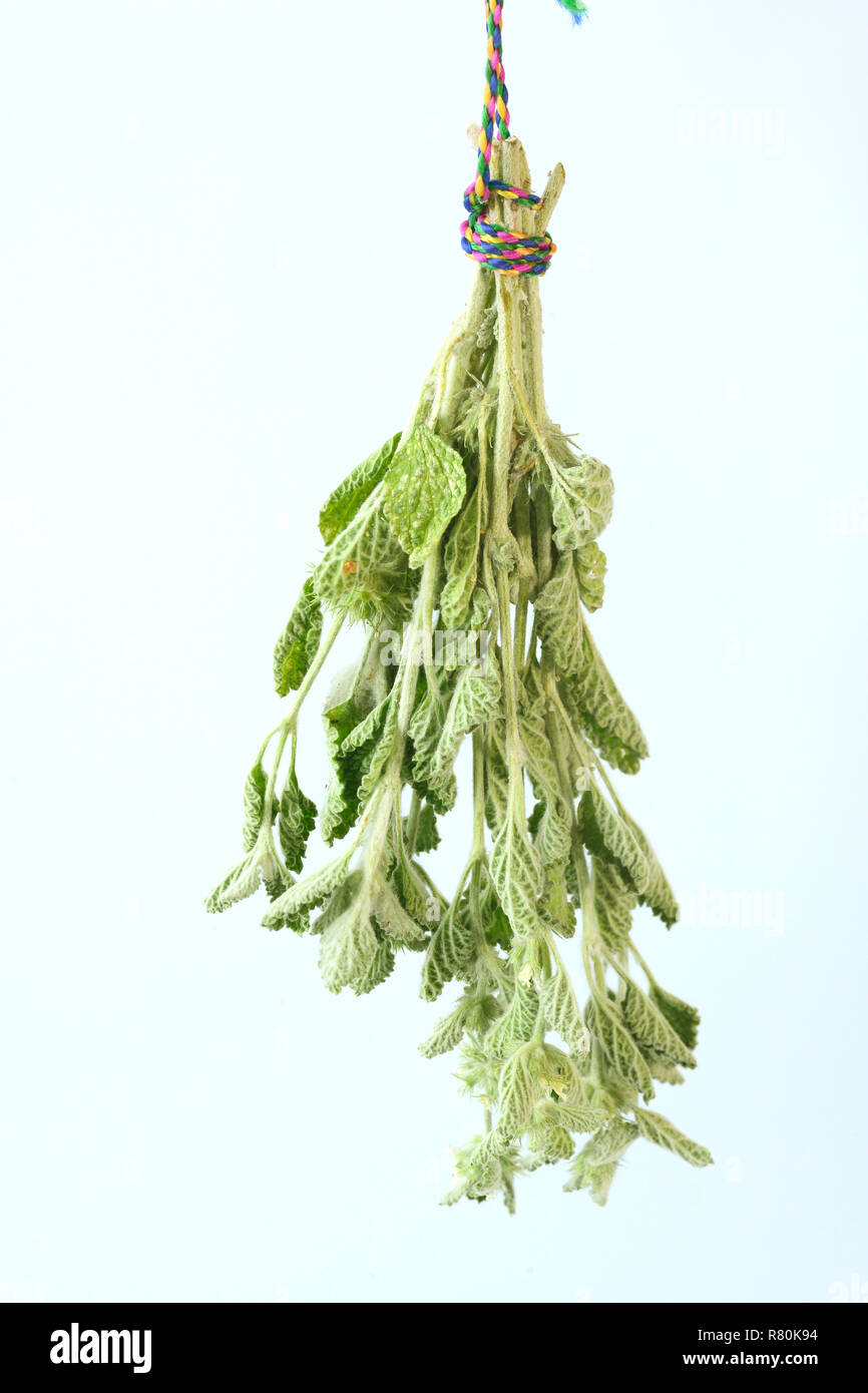 White Horehound, Common Horehound (Marrubium vulgare). Stems with leaves and flowers, bundle for drying. Studio picture. Germany Stock Photo