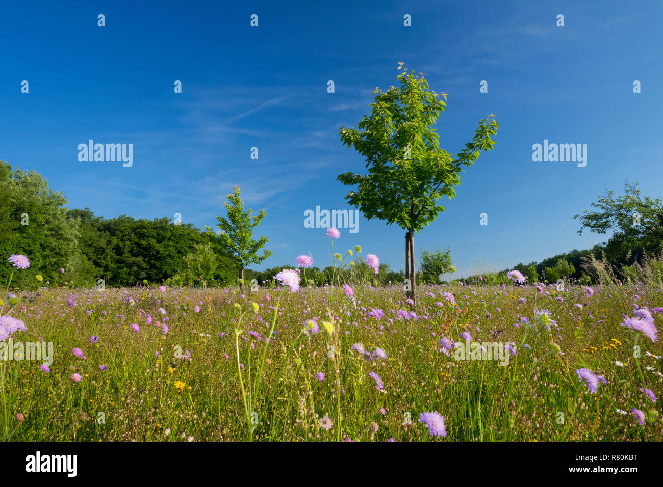Flowering meadow with fruit trees. Nature Reserve Maeusberg, Lower Franconia, Bavaria, Germany Stock Photo