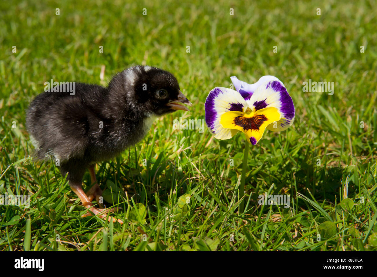 Domestic chicken, Amrock Bantam chicken. Chick standing in grass next to Pansy flower. Germany Stock Photo