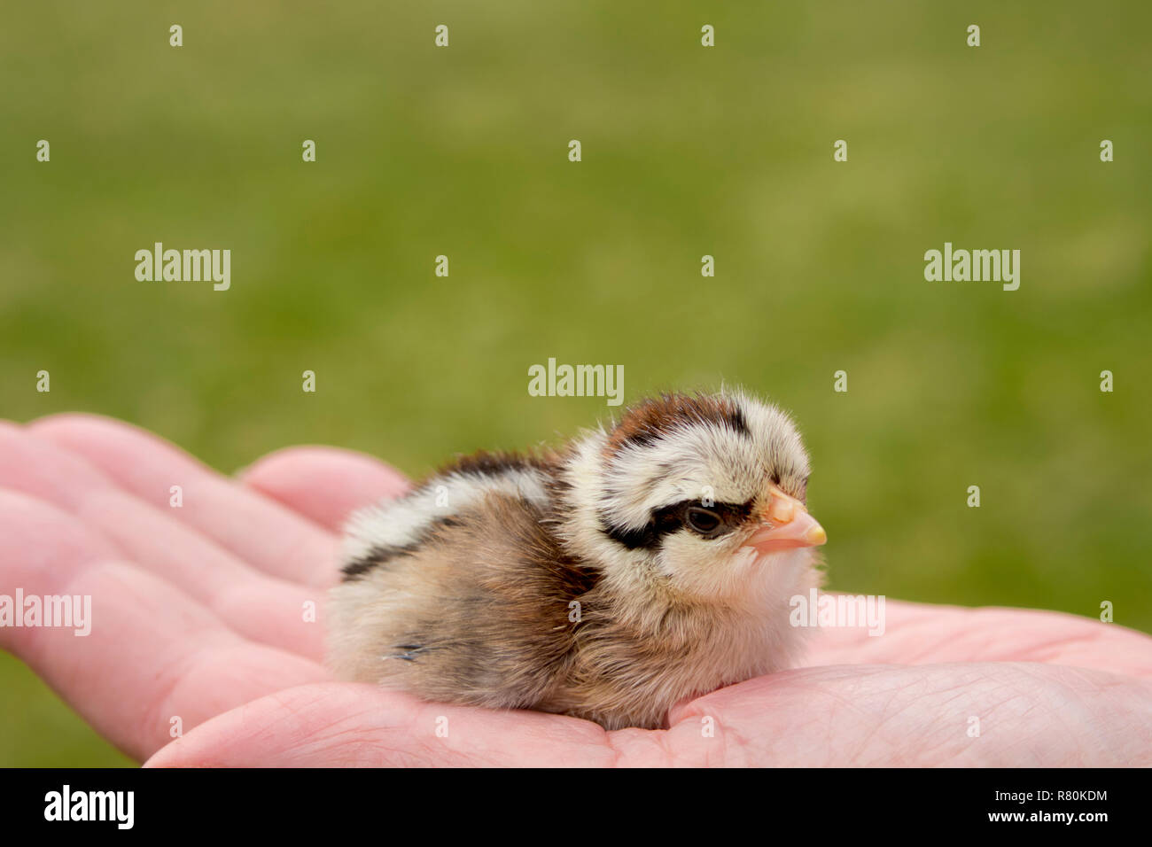 German Bantam Chicken. Chick on a hand. Germany Stock Photo
