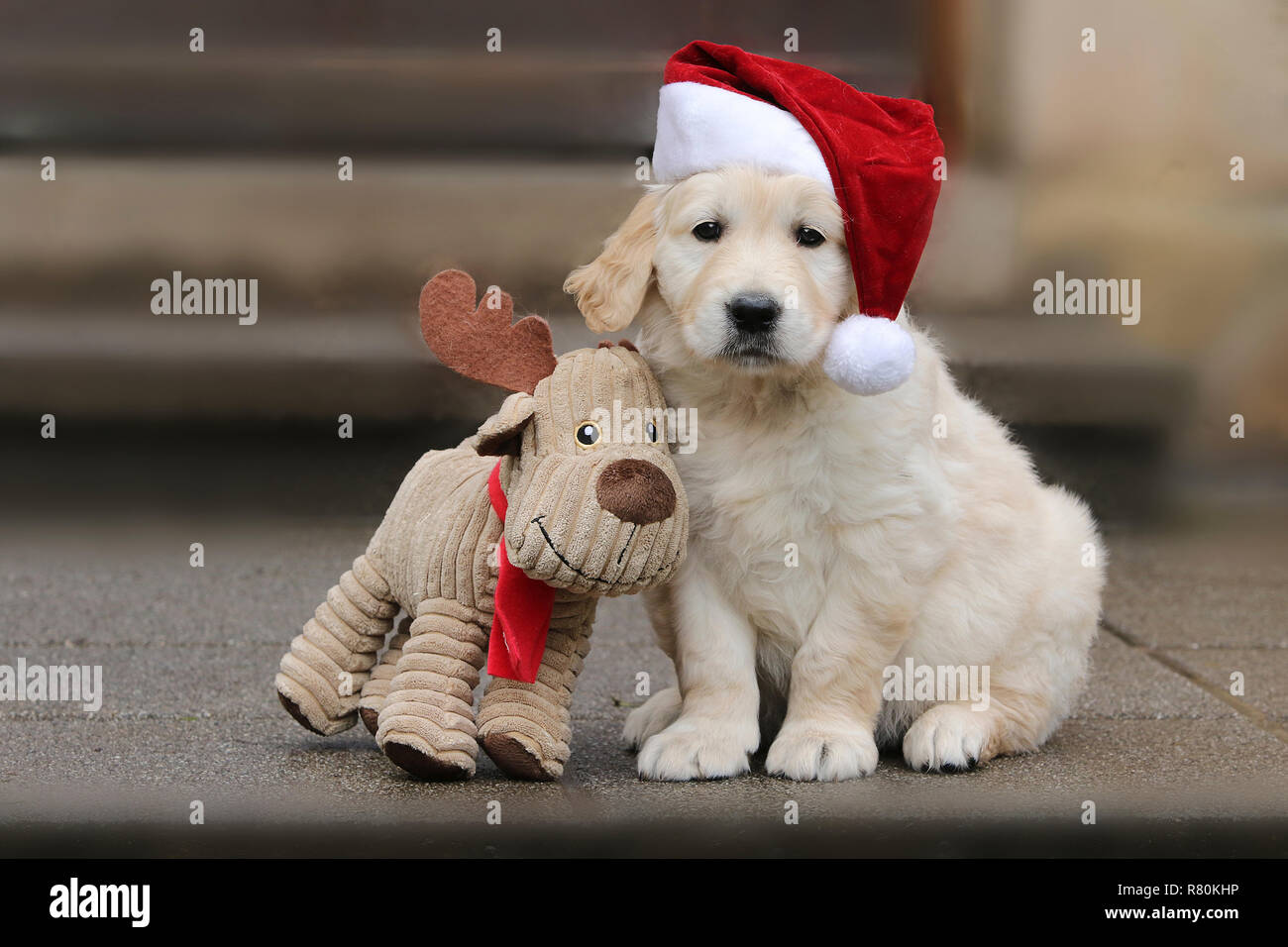 Golden Retriever. Puppy (7 weeks old) wearing Santa Claus hat sitting next to plush reindeer. Germany Stock Photo