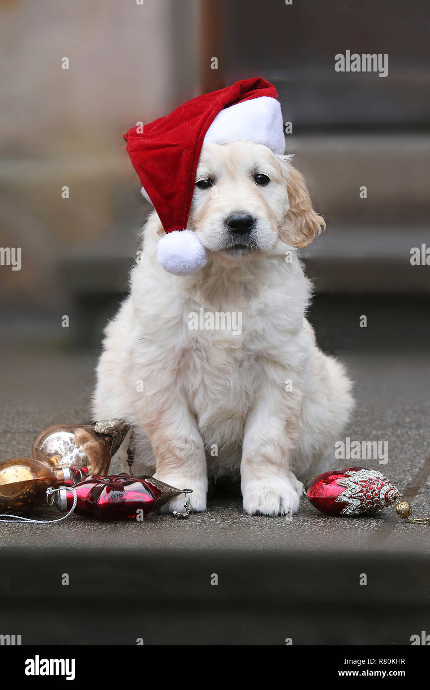 Golden Retriever. Puppy (7 weeks old) wearing Santa Claus hat sitting next to Christmas baubles. Germany Stock Photo