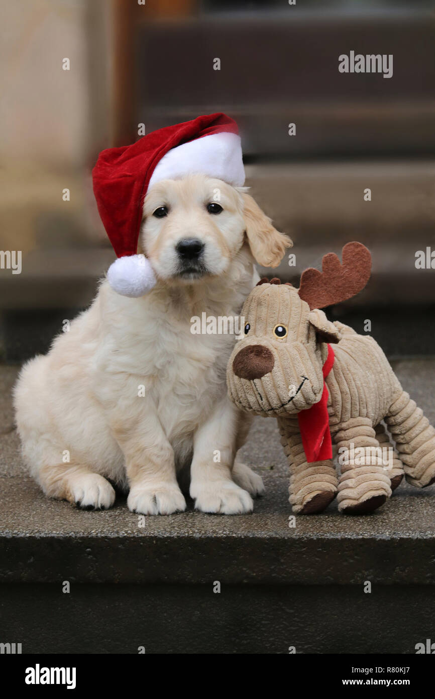 Golden retriever santa hat dog hi-res stock photography and images - Alamy