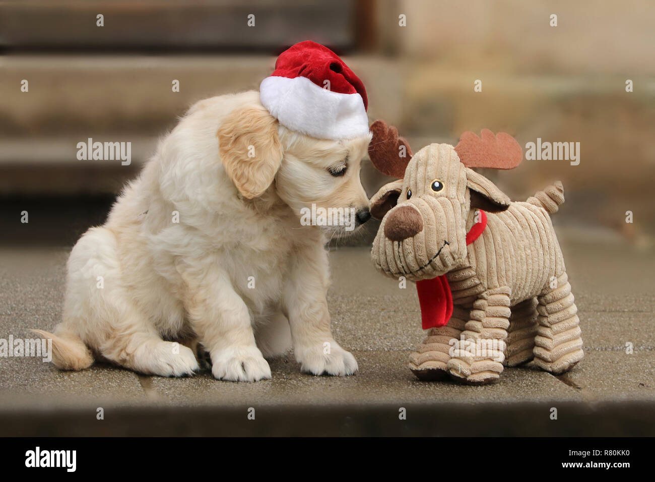 Golden Retriever. Puppy (7 weeks old) wearing Santa Claus hat sitting next to plush reindeer. Germany Stock Photo