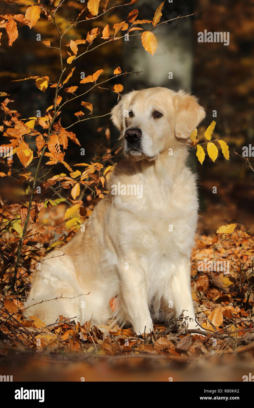 Golden Retriever. She-dog (8 years old) sitting in forest in autumn. Germany Stock Photo