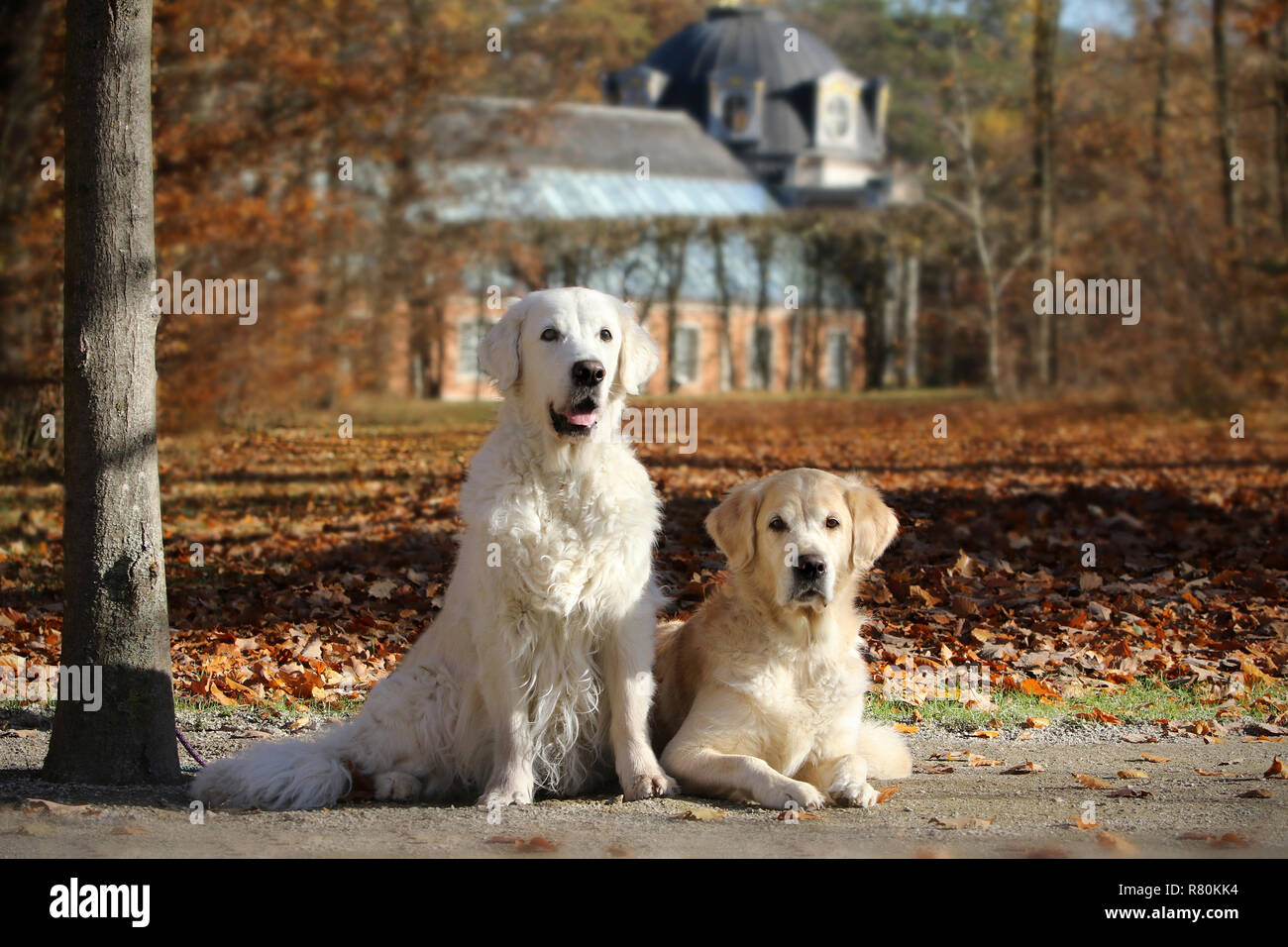 Golden Retriever. Mother (13 years old) lying and daughter (8 years old, sitting) in front of a castle in autumn. Germany Stock Photo