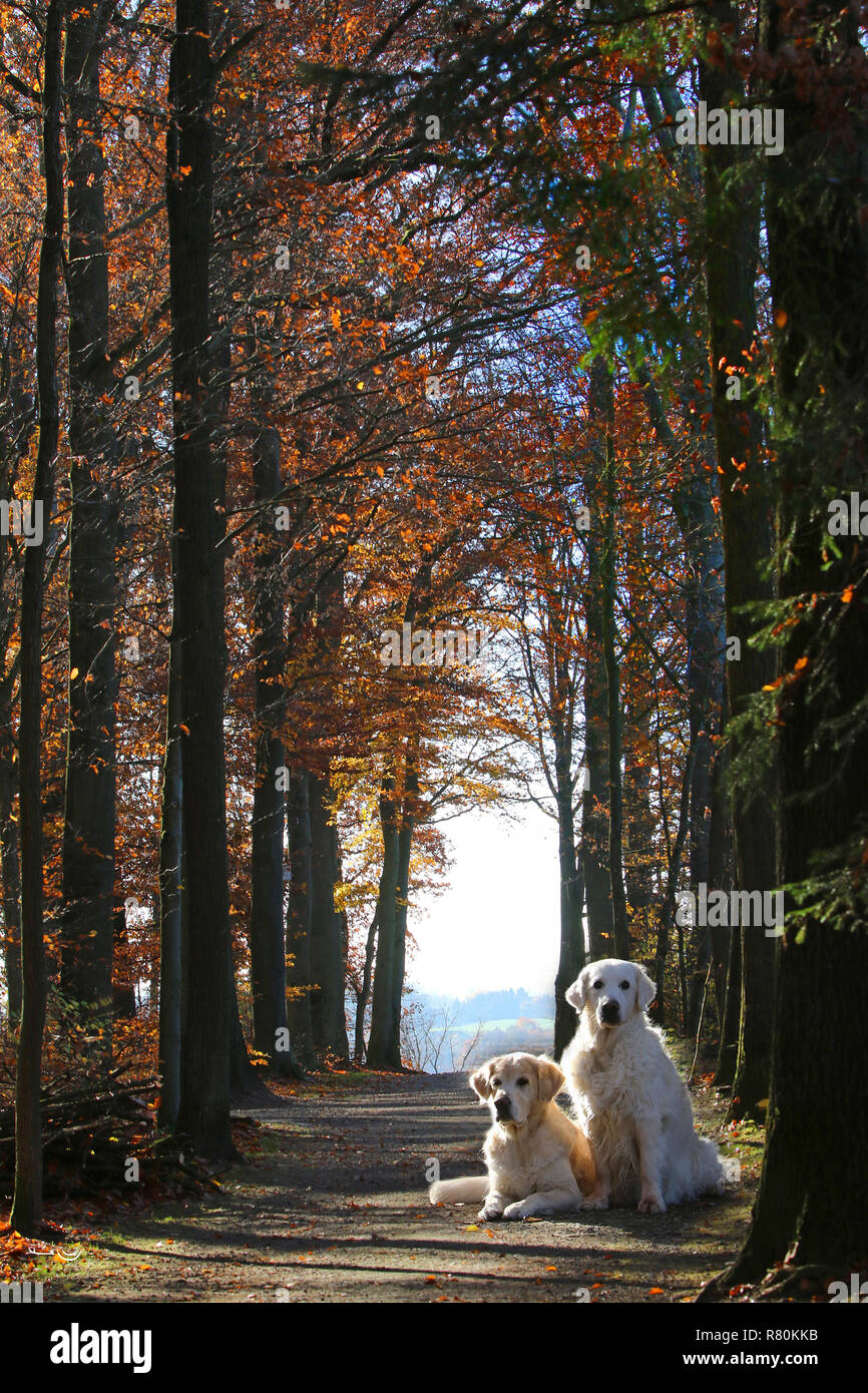 Golden Retriever. Mother (13 years old) lying and daughter (8 years old, sitting) in a tree avenue in autumn. Germany Stock Photo