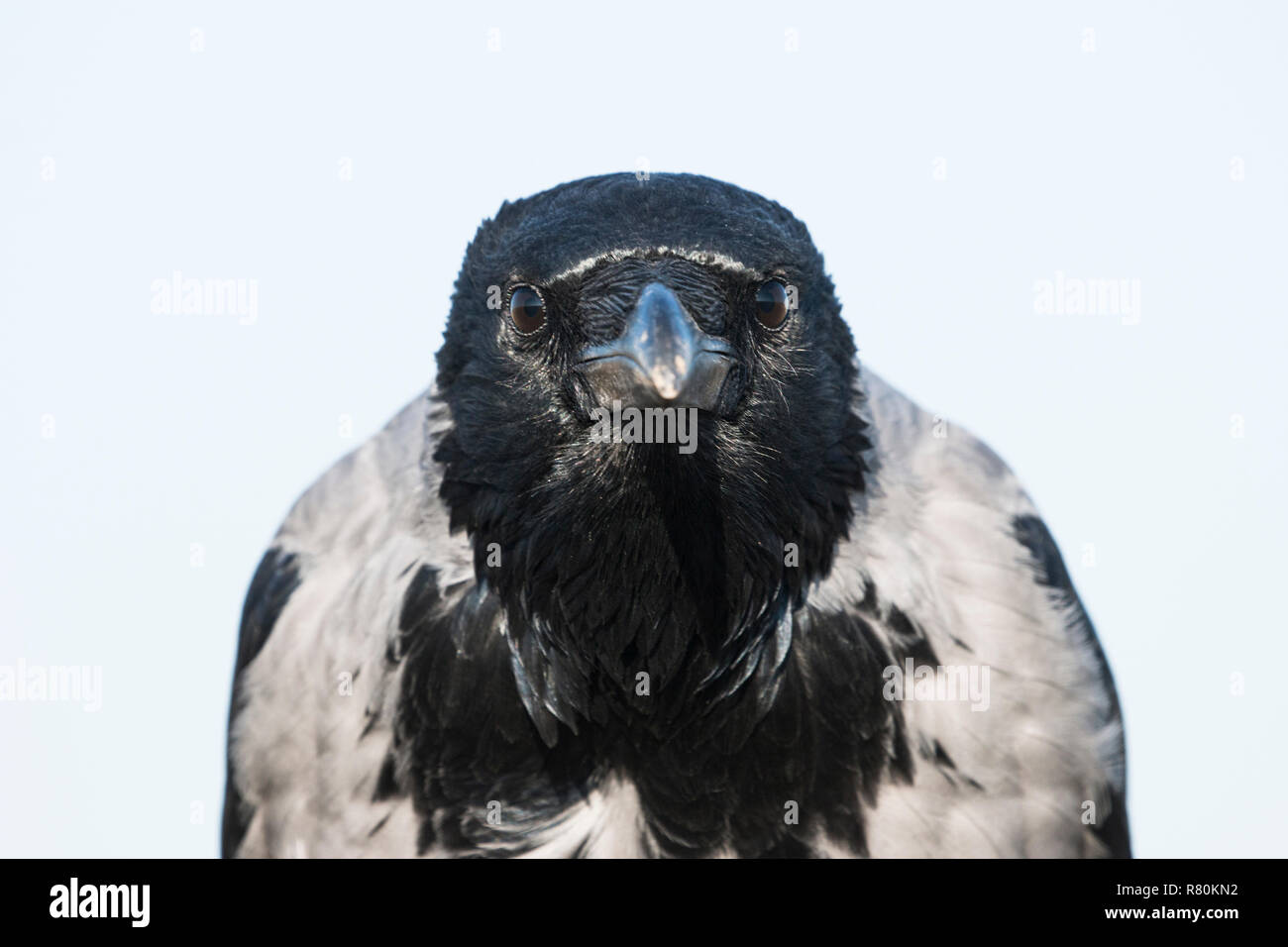 Hooded Crow (Corvus corone cornix, Corvus cornix), portrait of adult. Germany Stock Photo