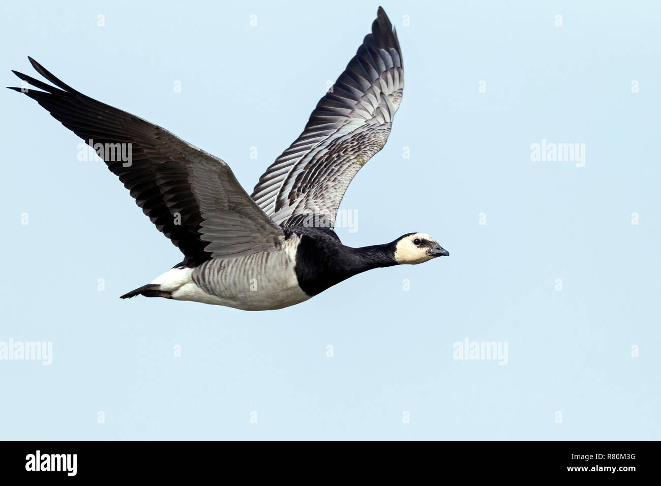 Barnacle Goose (Branta leucopsis). Adult in flight. Germany Stock Photo