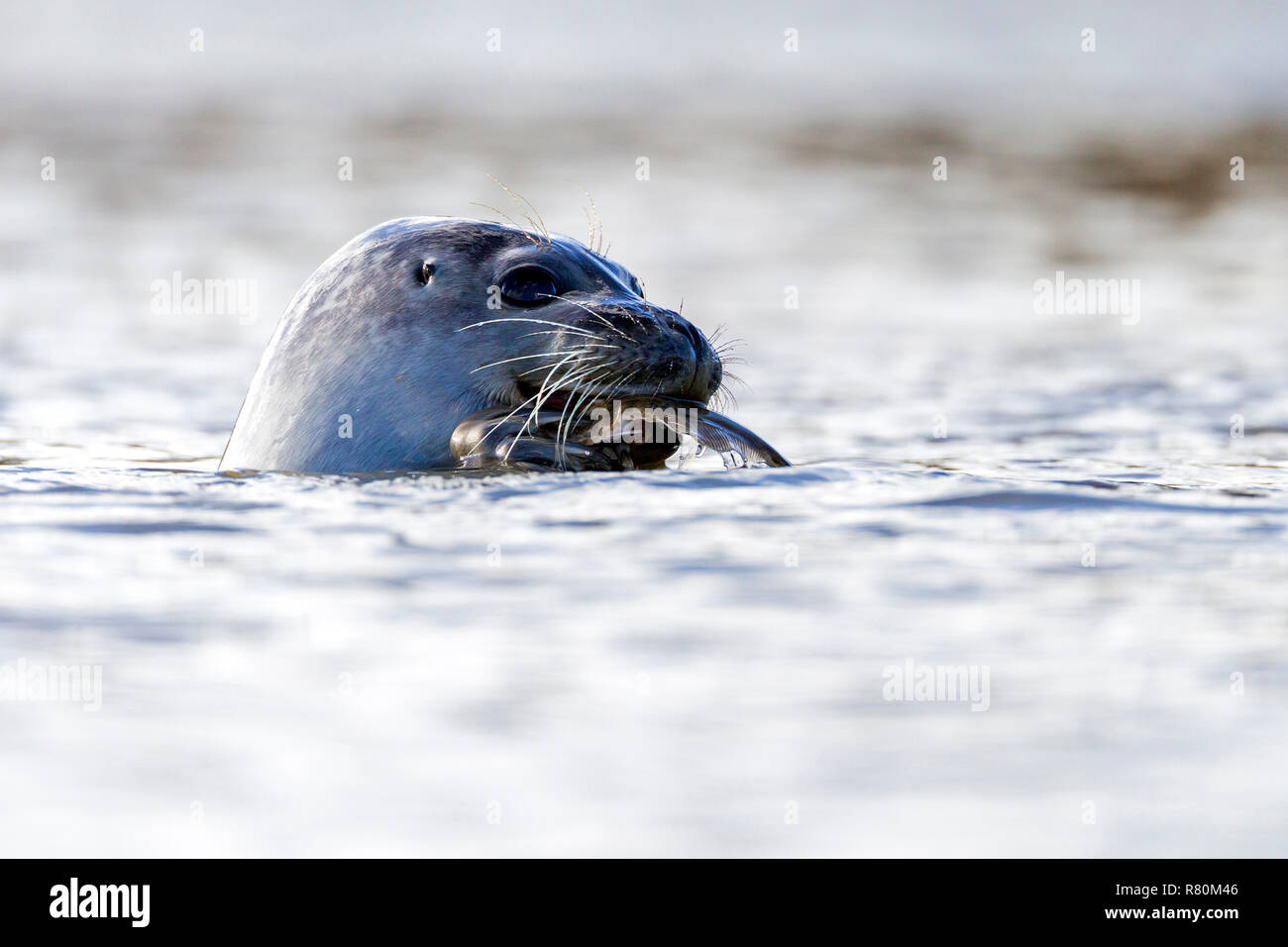 Common Seal, Harbor Seal (Phoca vitulina) eating an European Flounder. North Sea, Germany Stock Photo