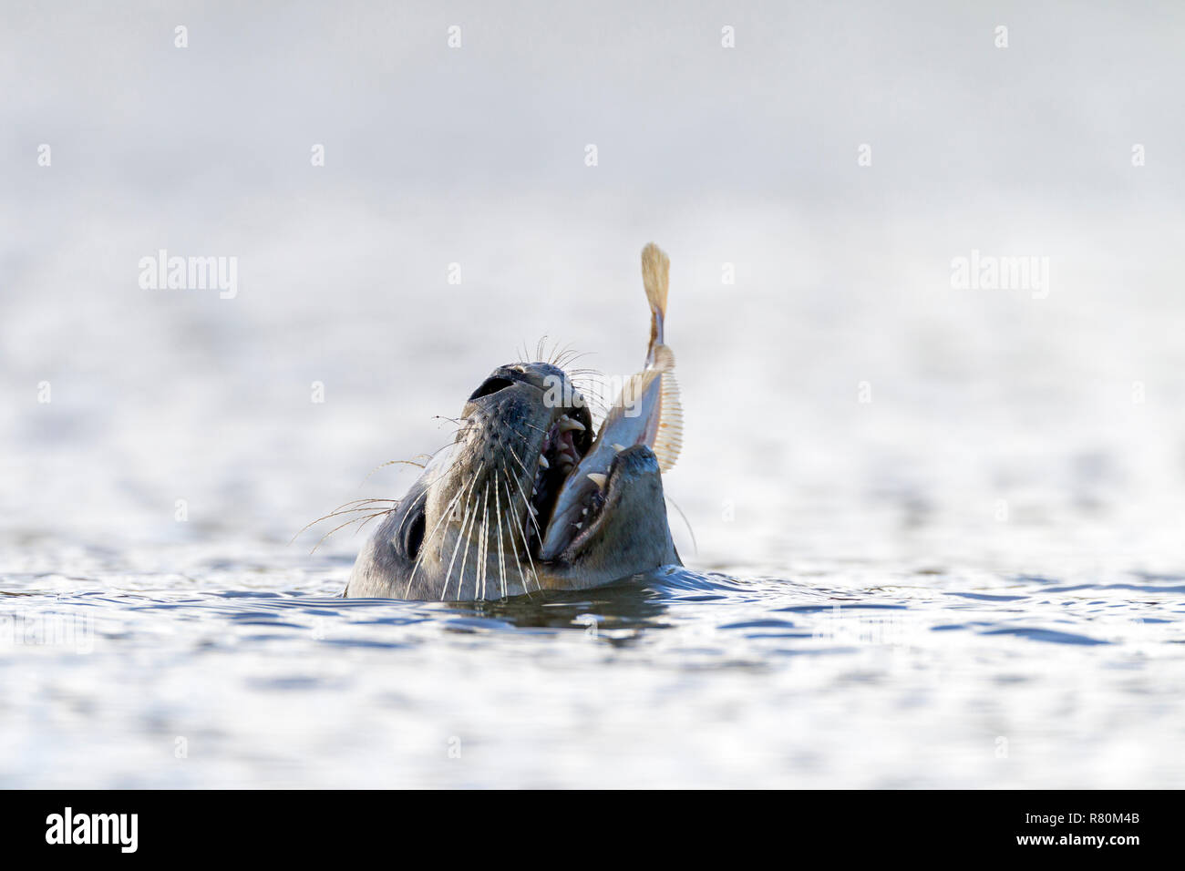 Common Seal, Harbor Seal (Phoca vitulina) eating an European Flounder. North Sea, Germany Stock Photo