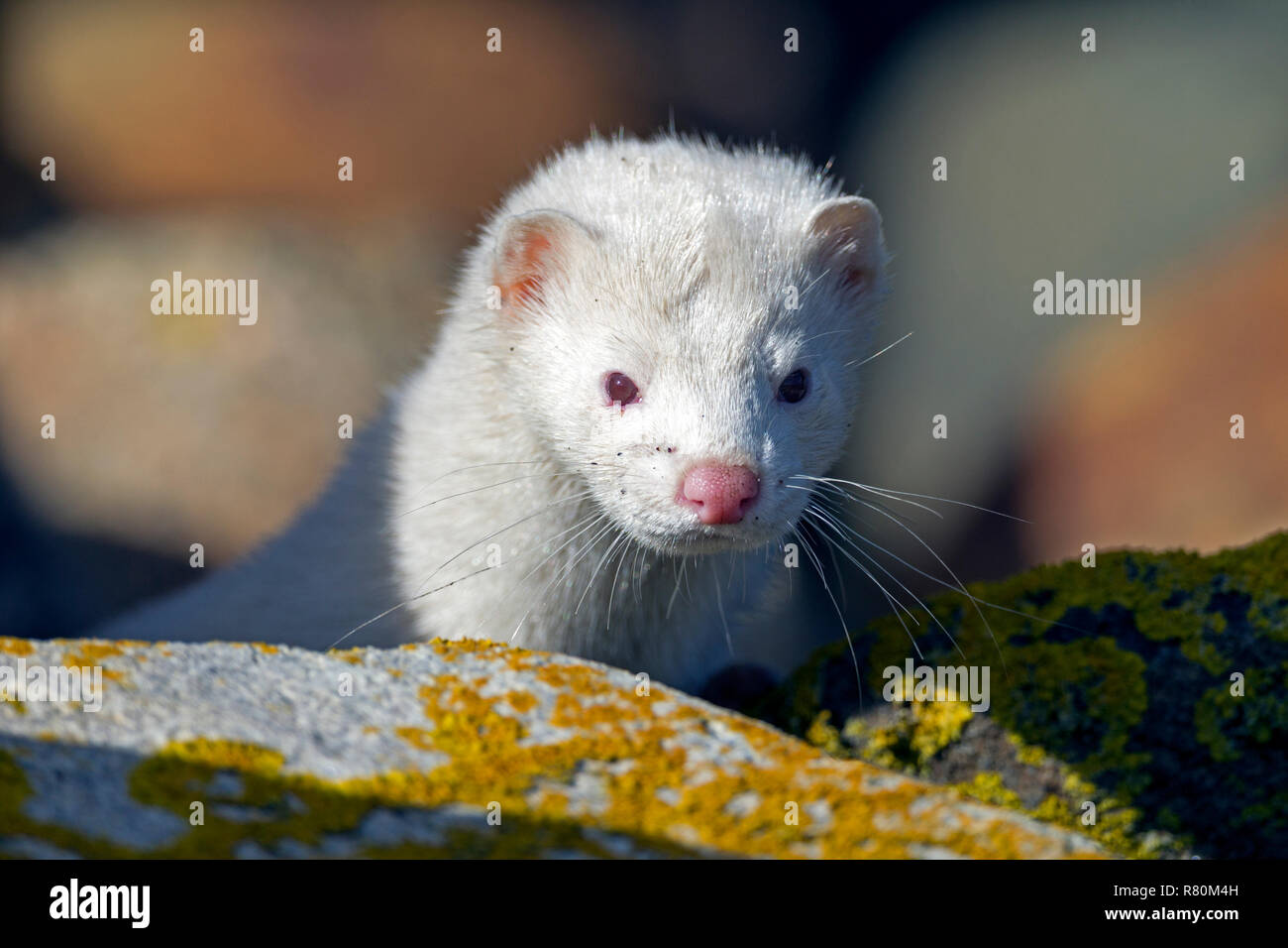 American Mink (Mustela vison, Neovison vison). Portrait of adult albino. Danmark Stock Photo