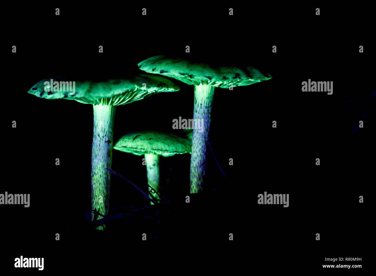 Ultraviolet light hires stock photography and images Alamy