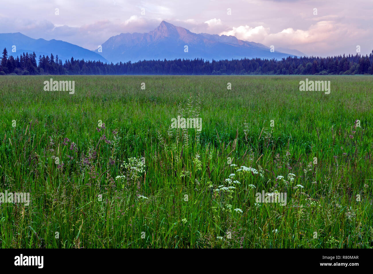 View over a mountain meadow to the summit of 2.494 m high Krivan in the evening. High Tatras, Slovakia Stock Photo