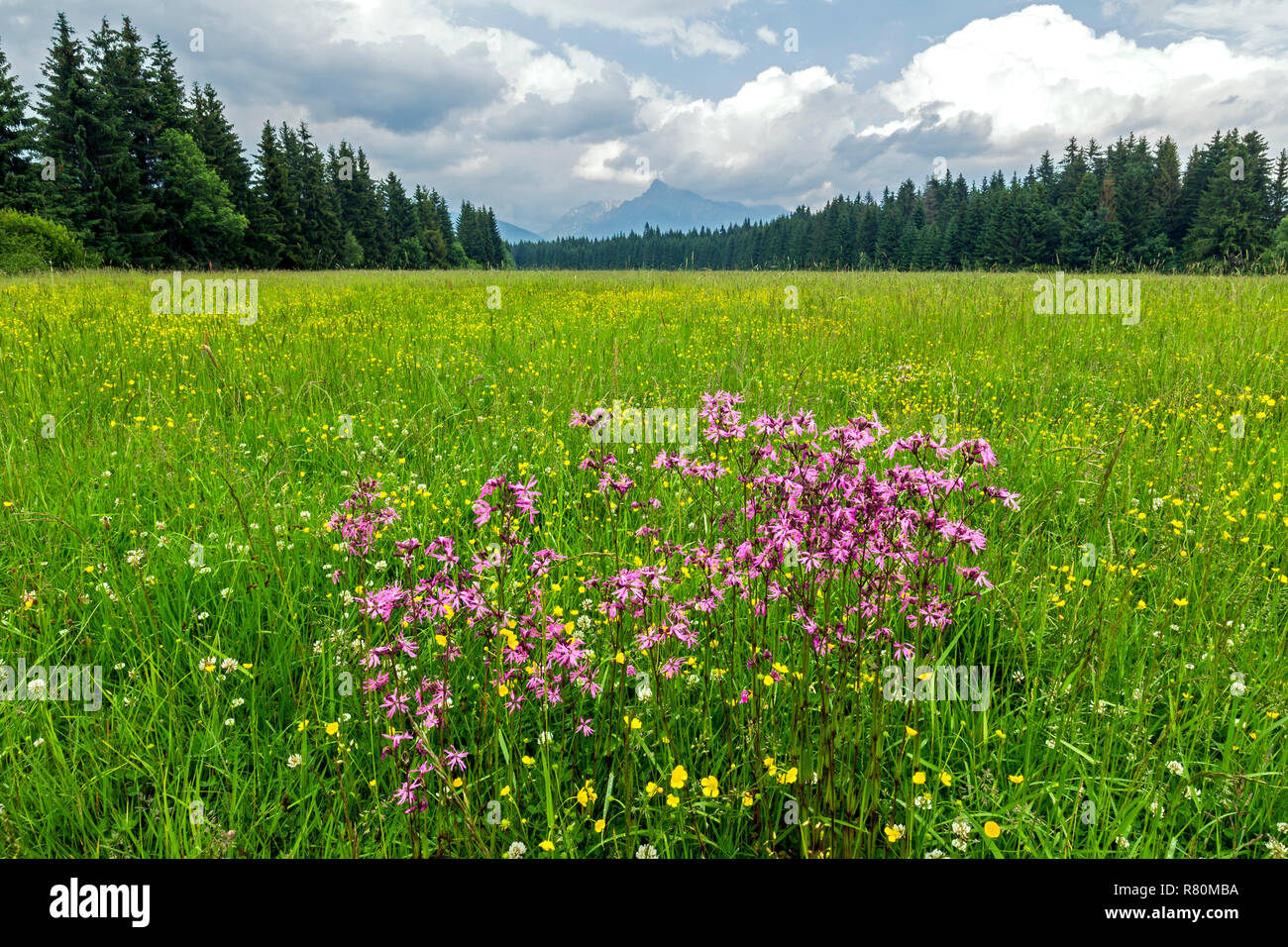 View over a mountain meadow to the summit of 2.494 m high Krivan in the evening. High Tatras, Slovakia Stock Photo