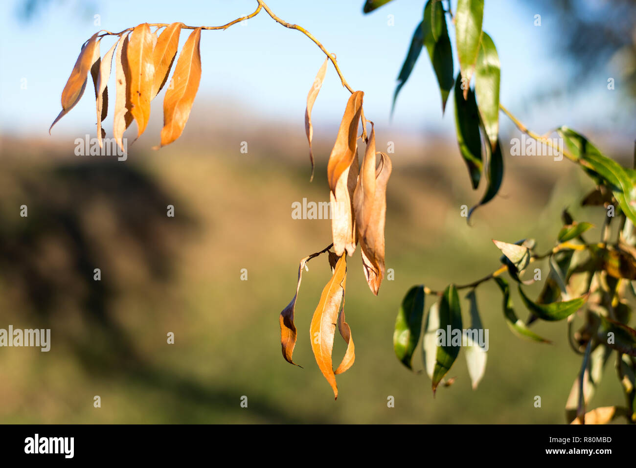 Leaf wallpapers hi-res stock photography and images - Alamy
