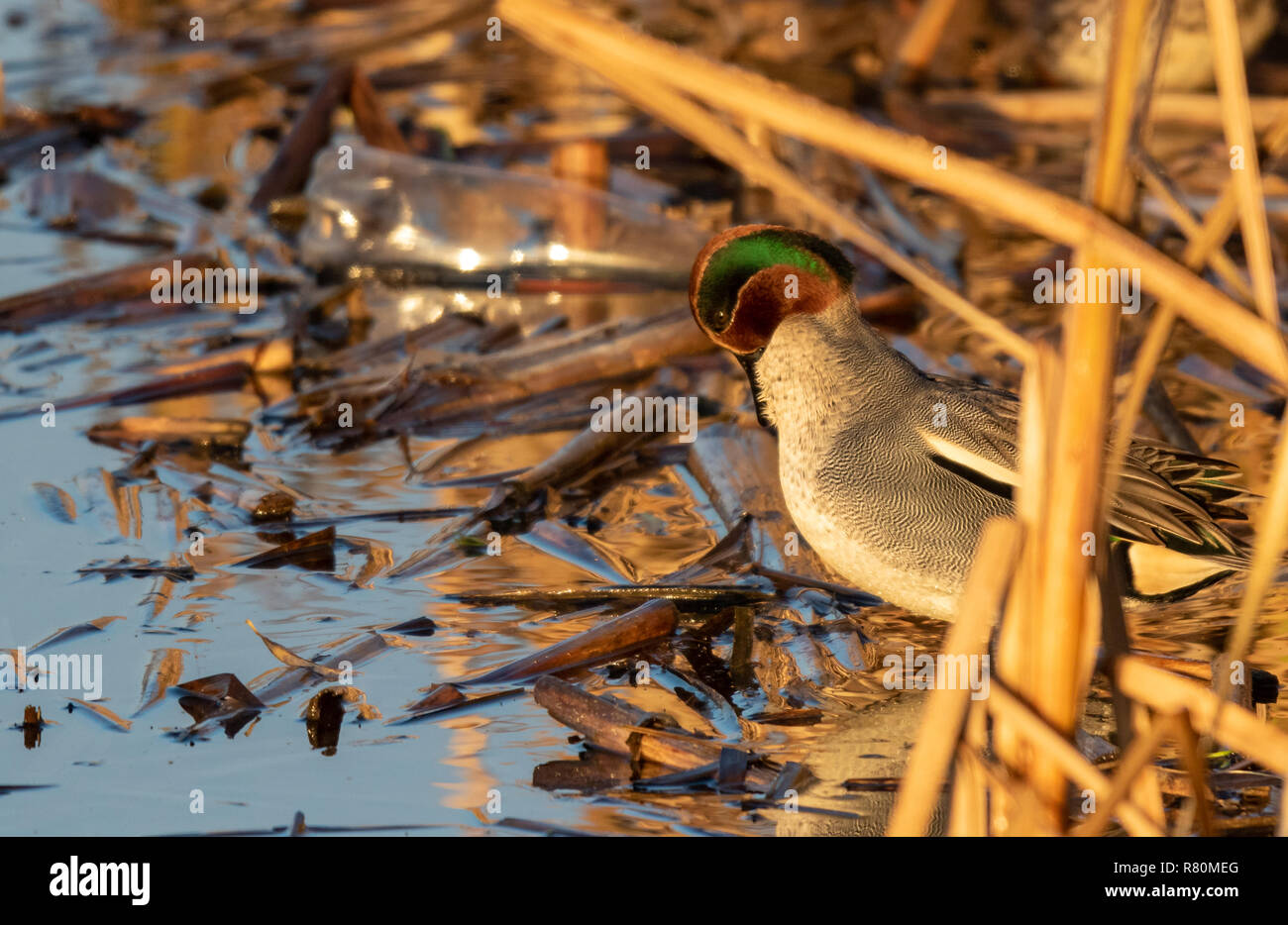 Common Teal duck sitting at water edge cleaning Stock Photo Alamy