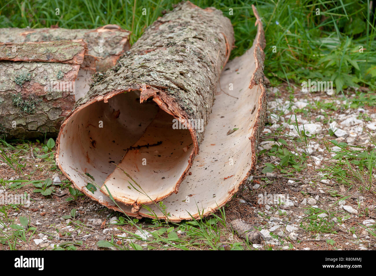 Removed bark of a spruce during logging in spruce forest as protection for bark beetles. Upper Bavaria, Germany Stock Photo