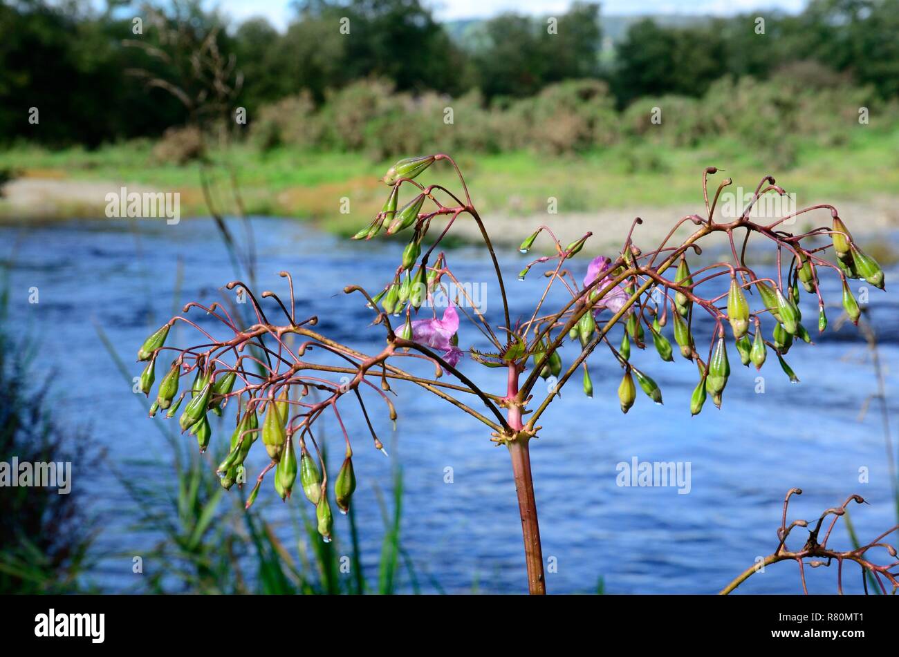 Himalayan Balsam seed pods Impatiens glandulifera on a river bank