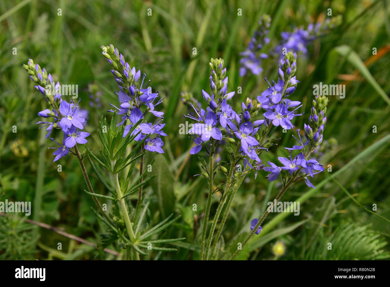 Speedwell (Veronica teucrium), flowering plants on a meadow. Germany Stock Photo