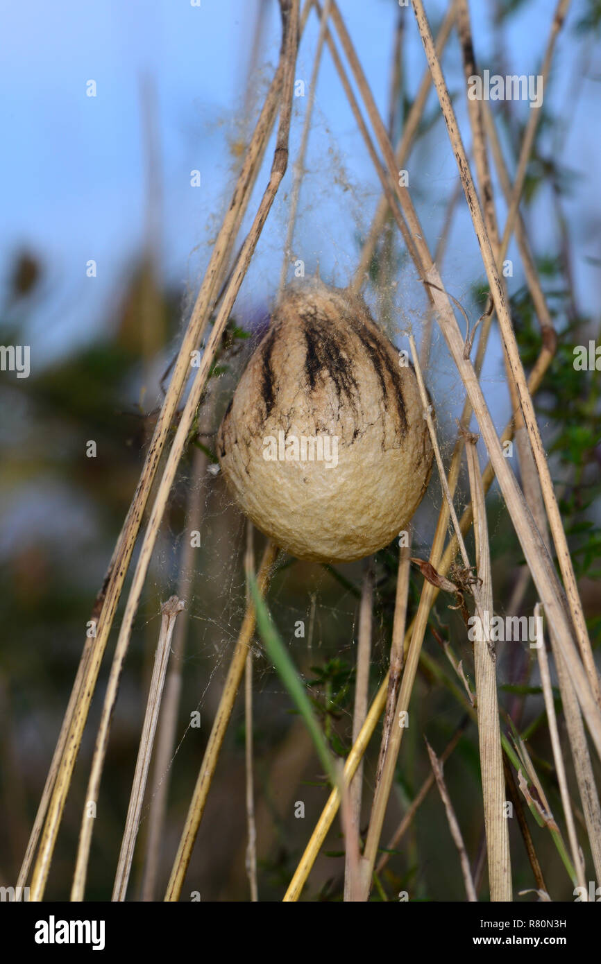 Black-and-Yellow Argiope, Black-and-Yellow Garden Spider (Argiope bruennichi). Egg sack in vegetation. Germany Stock Photo