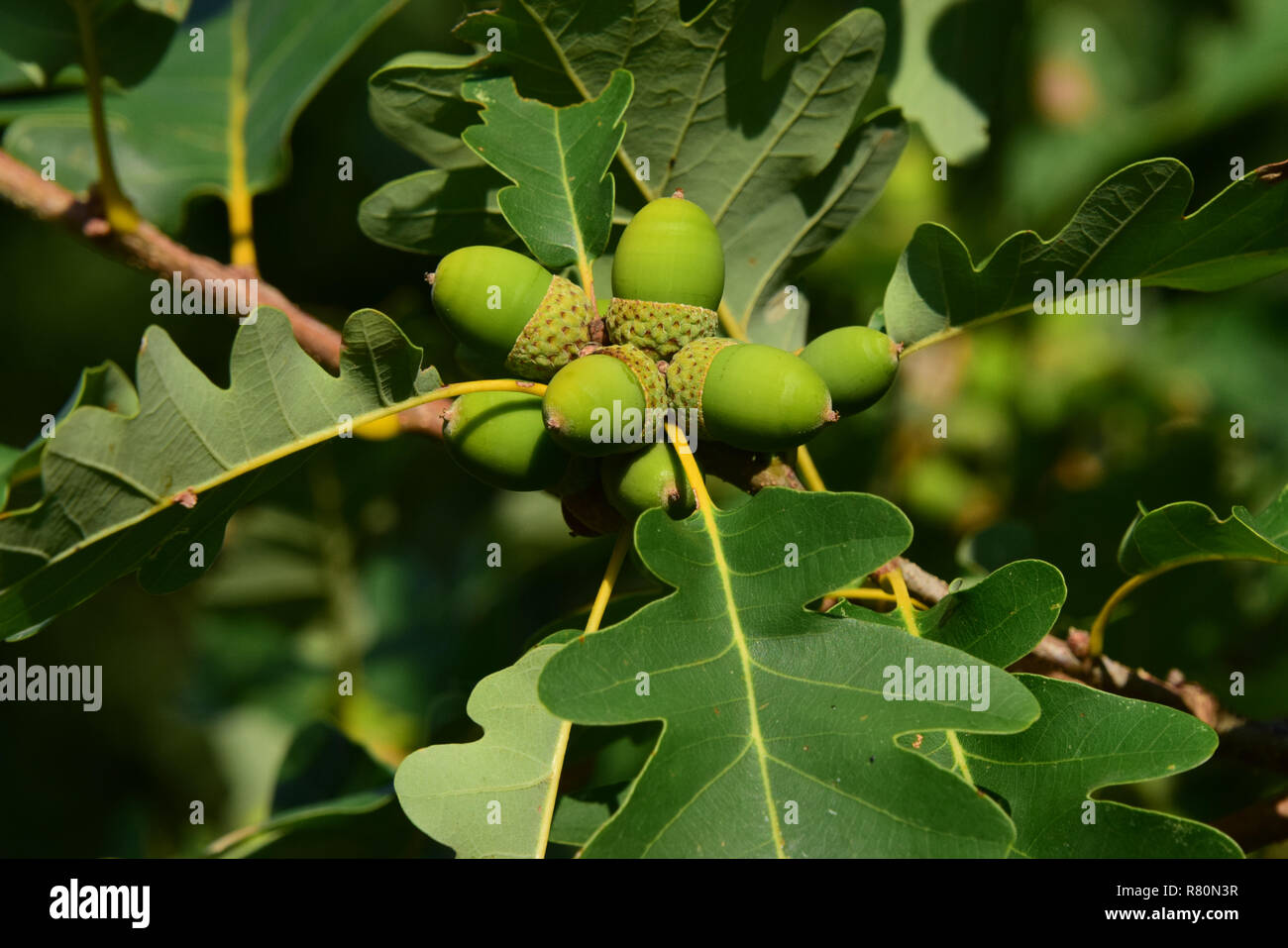 Durmast Oak, Sessile Oak (Quercus petraea). Twig with leaves and unripe acorns. Germany Stock Photo