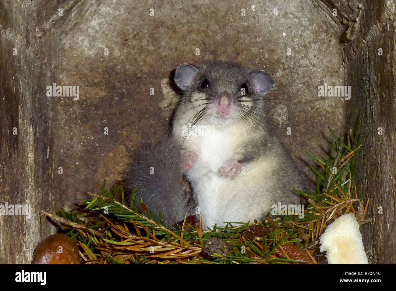 Edible Dormouse (Glis glis). Before leaving the summer quarter, dormice eat as much as possible to create fat reserves for hibernation. This animal has a lot of fat. Germany Stock Photo