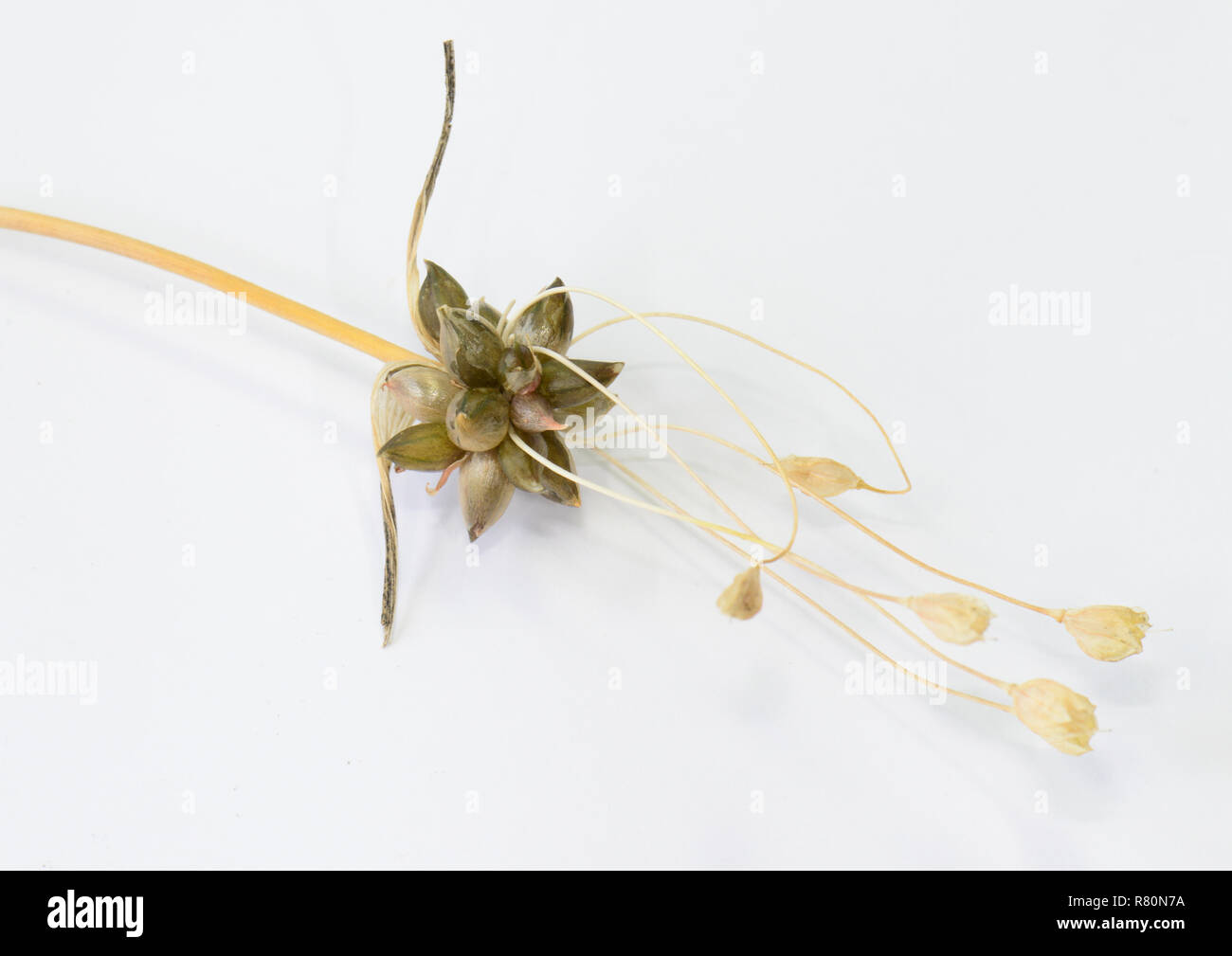Crow Garlic, Wild Onion (Allium vineale). Stalk with bulbils and dried flowers. Studio picture against a white background. Germany Stock Photo