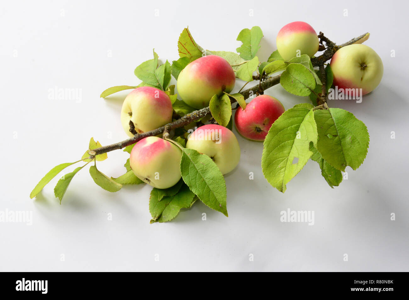 Common Crab Apple, Wild Crab Apple (Malus sylvestris). Twig with leaves and ripe apples. Studio picture against a white background Stock Photo