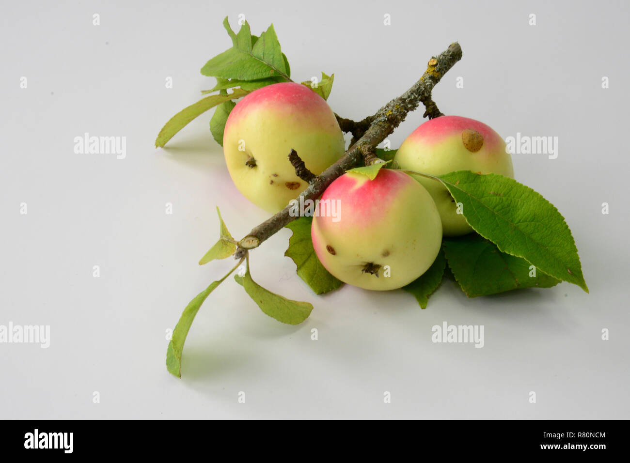 Common Crab Apple, Wild Crab Apple (Malus sylvestris). Twig with leaves and ripe apples. Studio picture against a white background Stock Photo
