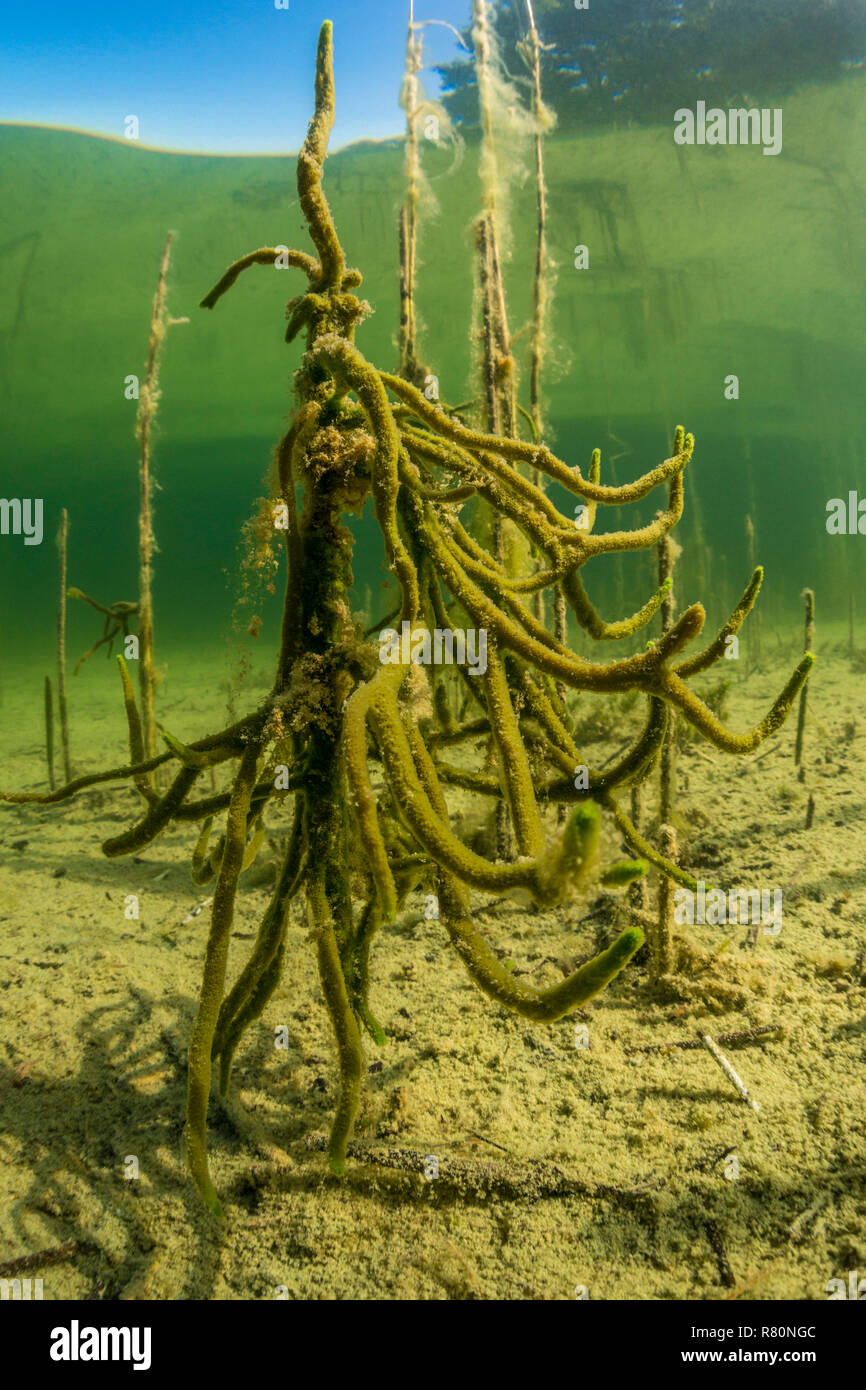Freshwater sponge spongilla hires stock photography and images Alamy