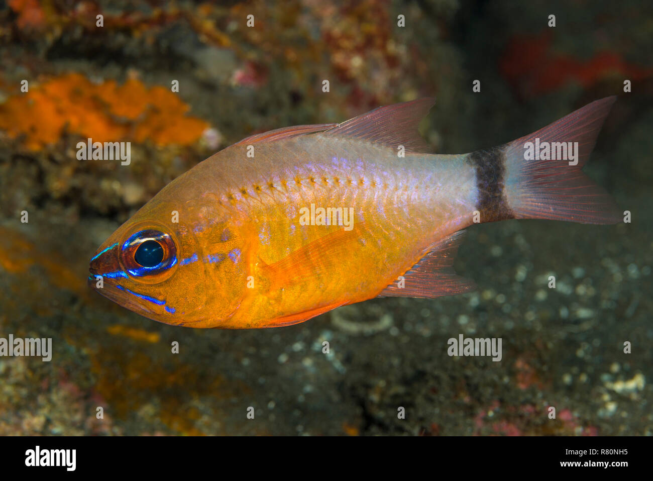 Ring-tailed Cardinalfish (Apogon aureus) in front of sea anemones. Bali Sea, Bali, Indonesia Stock Photo