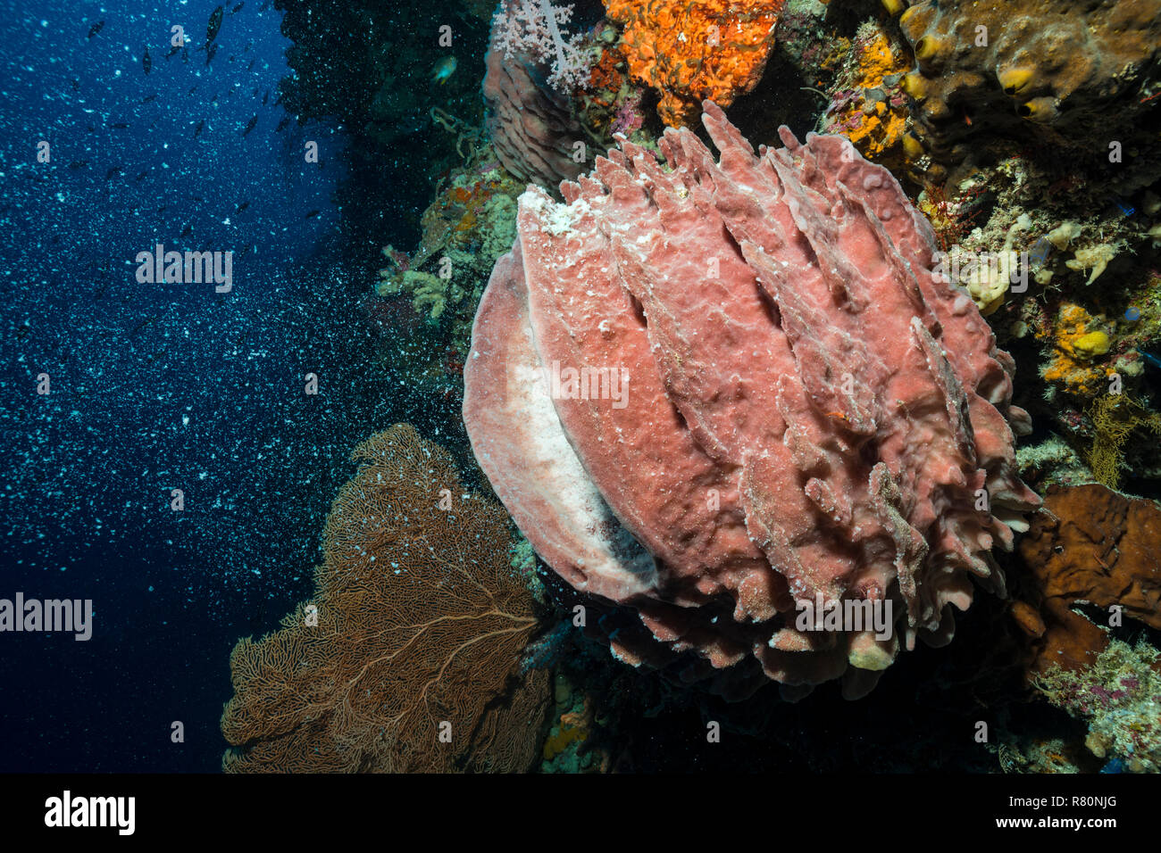 turtleshell bath sponge, large barrel sponge (Xestospongia